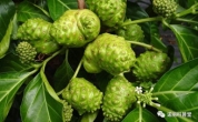 神奇植物——諾麗